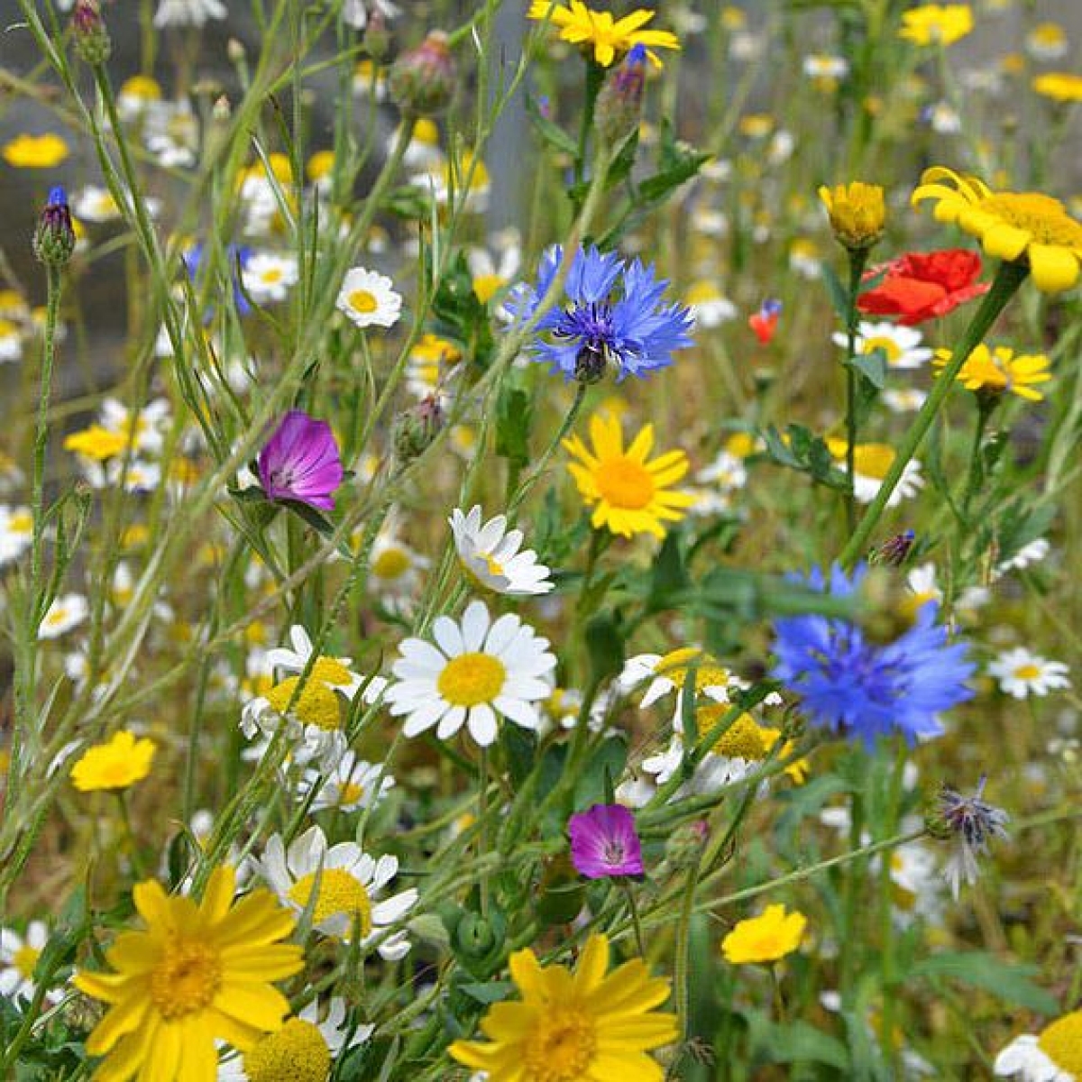Thank You Wildflower Seed Ball Gift Bag with Just for You Card